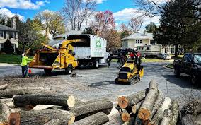 Best Tree Fertilization  in Plano, TX