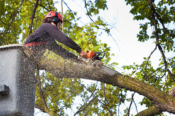 Best Tree Health Inspection  in Plano, TX
